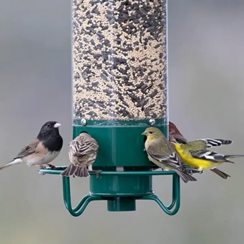 Wild Bird Feeder with Squirrel Deterrent System