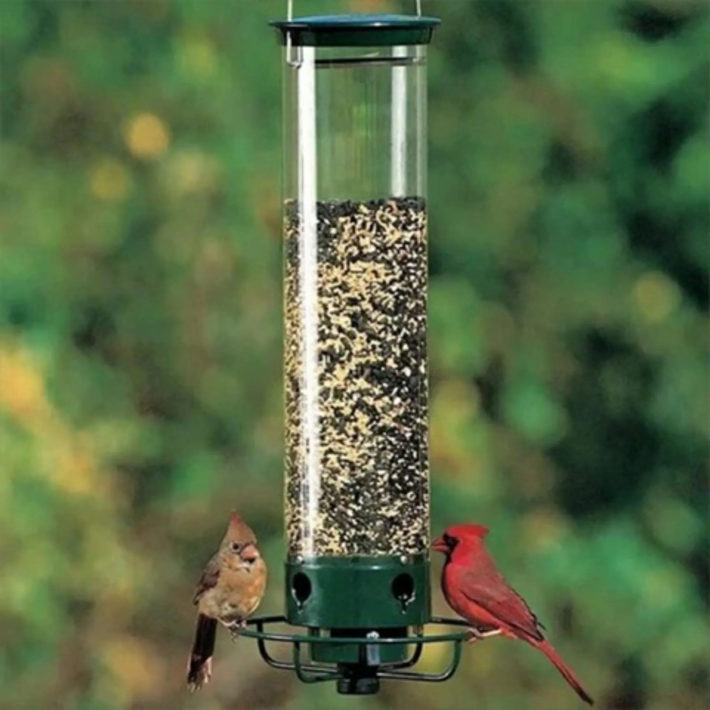Wild Bird Feeder with Squirrel Deterrent System